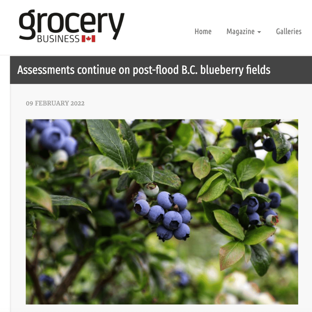 Assessments were carried out on post-flood BC blueberry fields