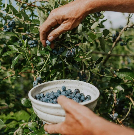 BCBC - Grower Picking Fresh Blueberries - @thefraservalley @tourismchilliwack @chilliwackblueberries
