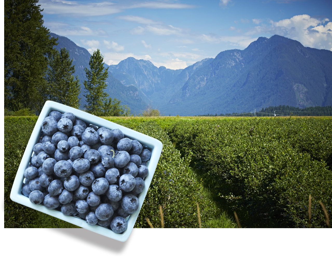blueberry box