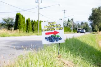 BC Blueberries Available Here