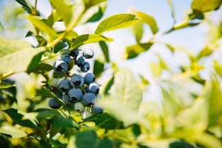 Blueberries on bush