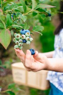 BC Blueberry Growers