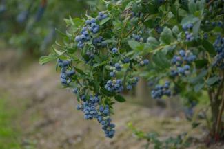 Last call for Fresh BC Blueberries