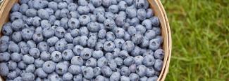 blueberries