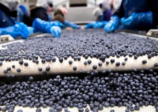 Grading food safety