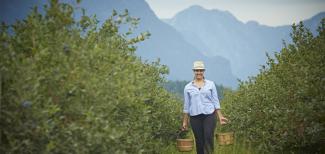 Canadian blueberries from British Columbia