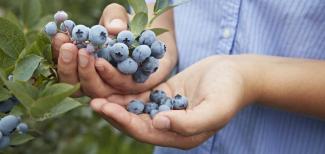 grower with handful of blueberries