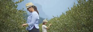 blueberry pickers in a field
