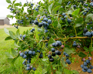 BC Blueberry Townhall Meeting – Region B (Mission) - Pitt Meadows, Maple Ridge, and Mission