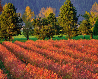 BC Blueberry Townhall Meeting – Region C (Abbotsford) - Abbotsford, Chilliwack, and Agassiz