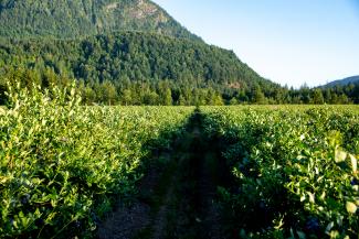 Blueberry field