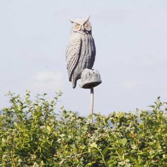 Bird Scare Tactic
