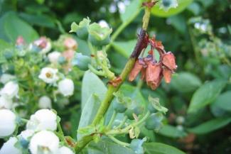 bacterial blight