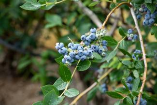 Ripe blueberries