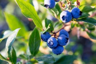 Fresh Blueberries