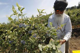 Man picking blueberries