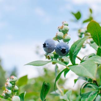 blueberry plant