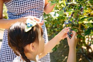Child picking blueberries