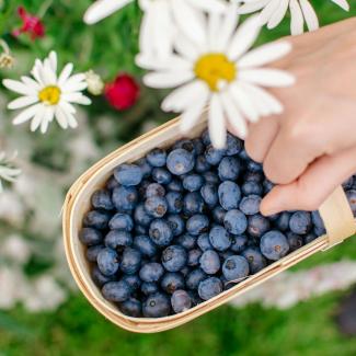 Blueberry basket