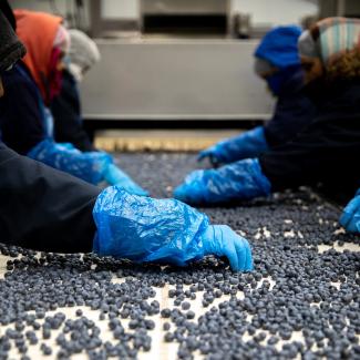Sorting blueberries