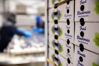 Blueberry Boxes