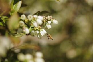 Bee in blueberry flower