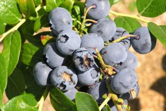 Bird-damaged blueberries