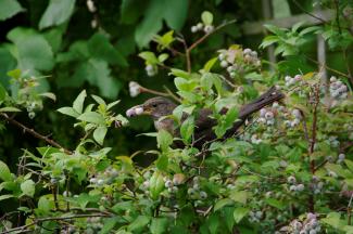 Bird with berry in mouth