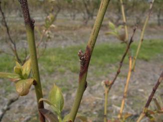 Godronia canker shoots