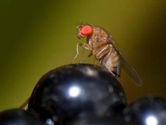 SWD insect