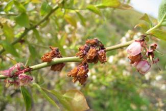 Scorch infected buds