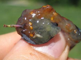 SWD larvae on blueberry fruit