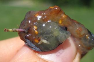SWD larva in blueberry fruit