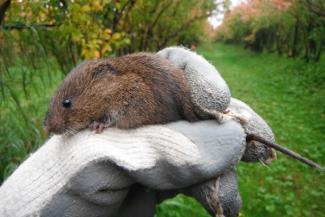 Townsend's Vole