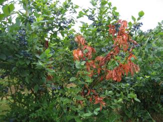Godronia canker affected plant