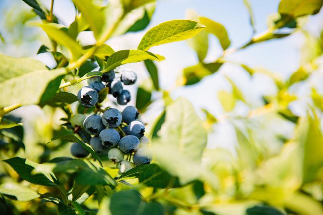 Blueberries on bush