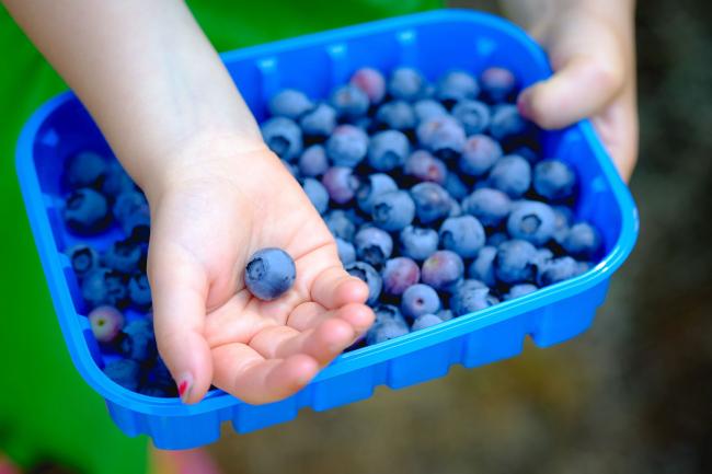 blueberry basket