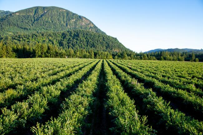 BC Blueberries Virtual Field Day and AGM - International Promotions Team