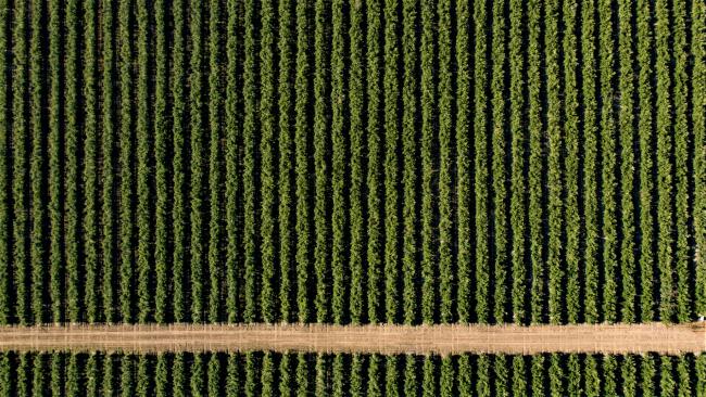 Blueberry Fields