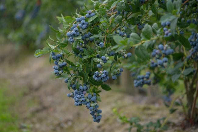 BC Blueberries Summer 2018