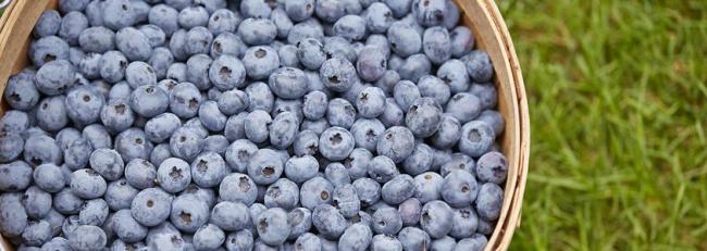 blueberries