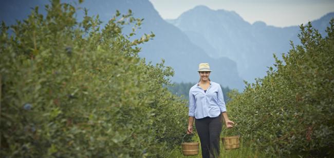 Canadian blueberries from British Columbia