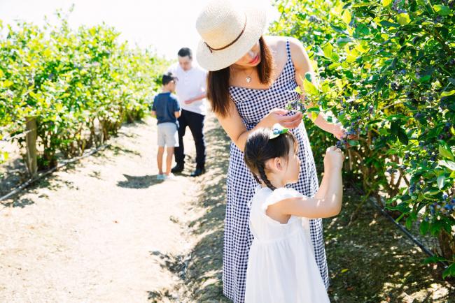 Family Picking Blueberries