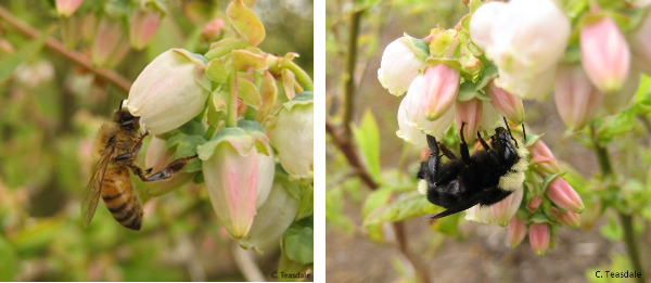 Honeybee and bumblebee